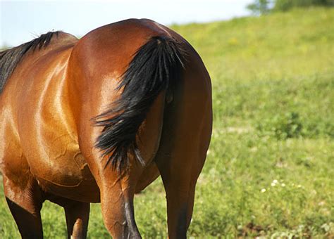 horse butt pics|Horse Backside Pictures, Images and Stock Photos.